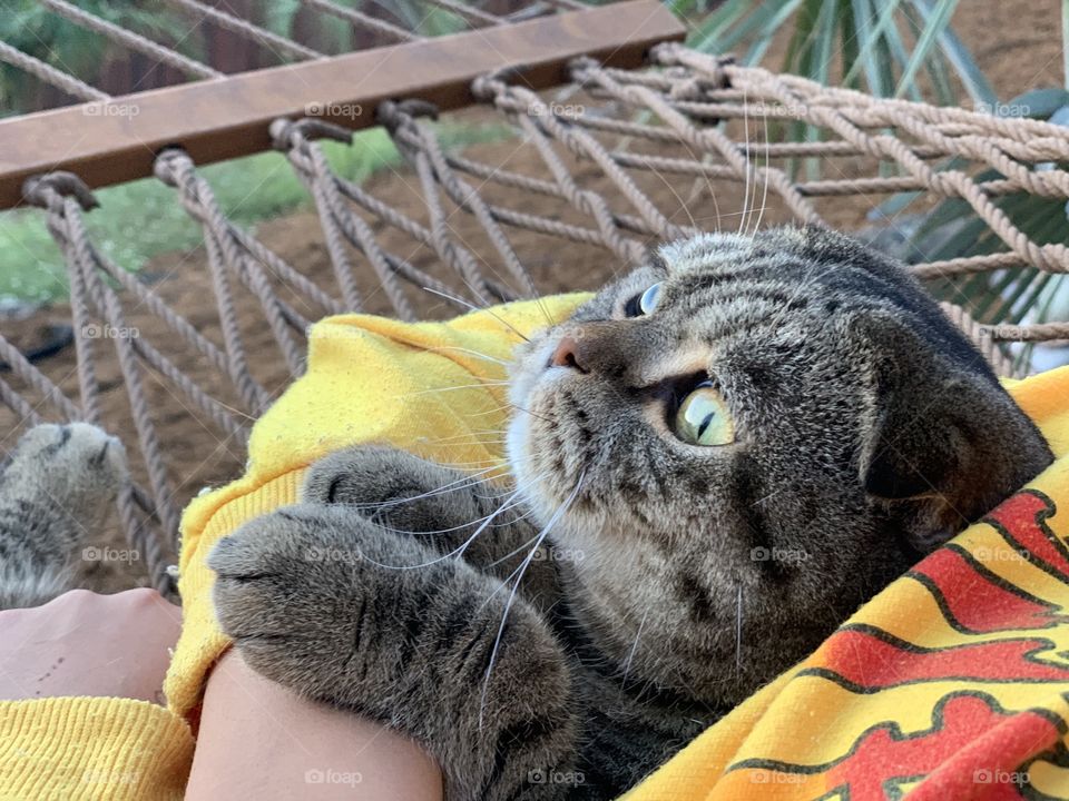 Our cat, Tiger, laying with my daughter on a Hammock.  