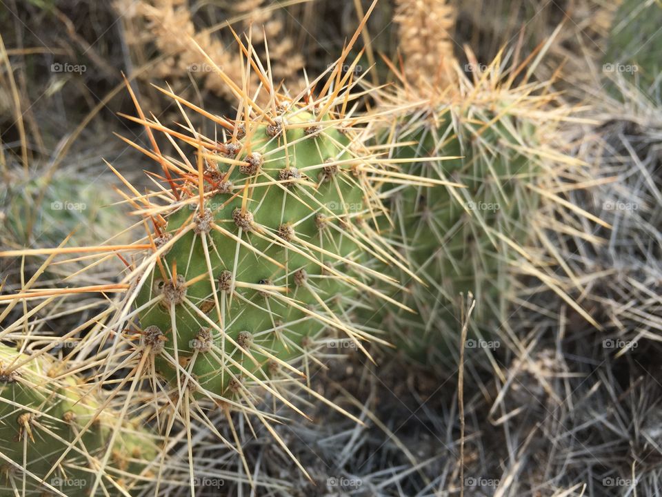 All-natural pin cushion