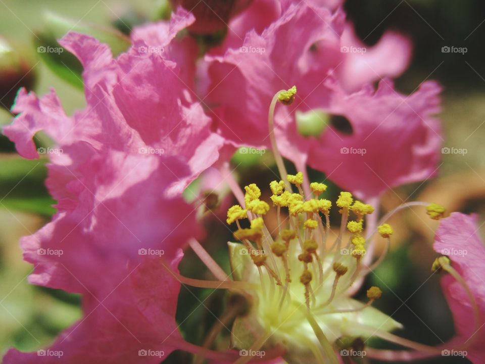 Beauriful macro shots