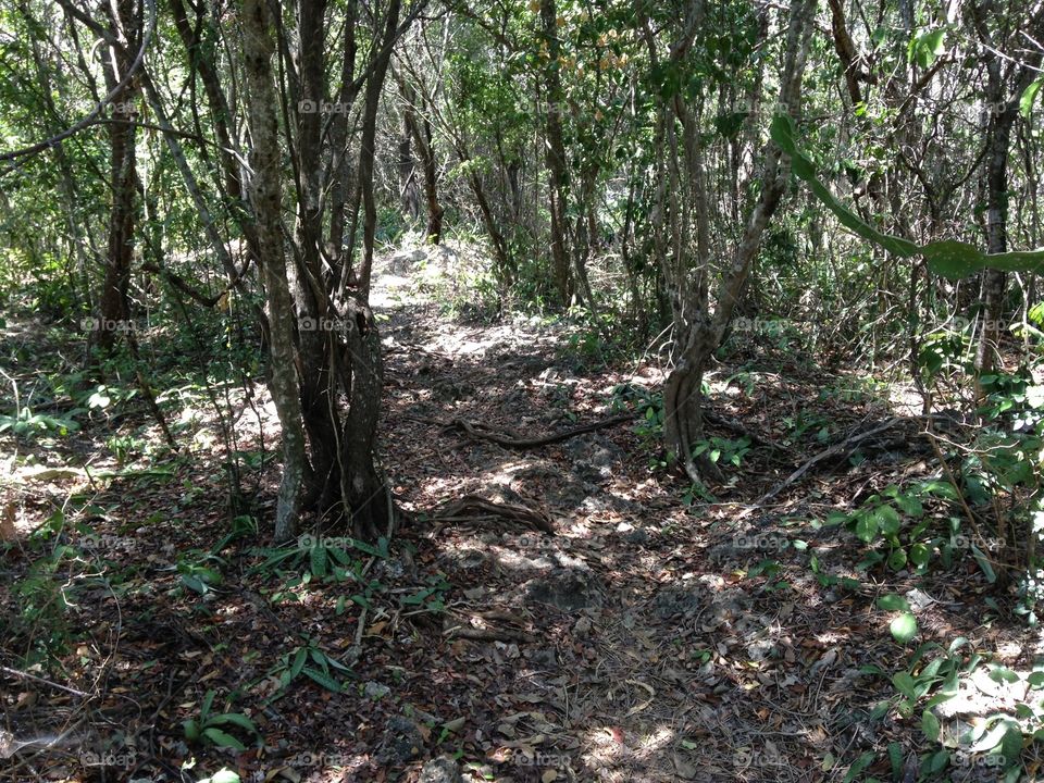 Bongoyo Forest Walk