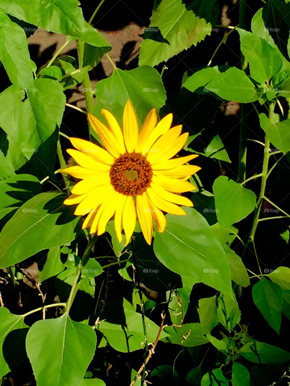Morning sunflower 