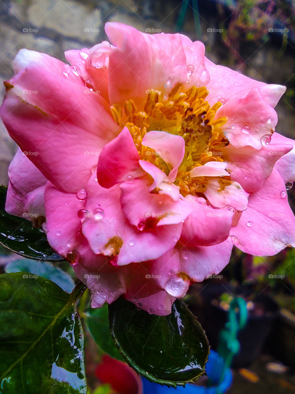 rose after rain