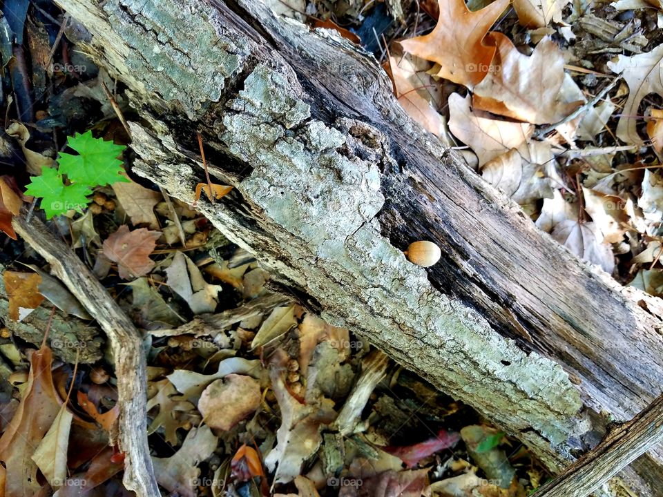 fallen tree, acorn, leaves and new growth.  full circle.