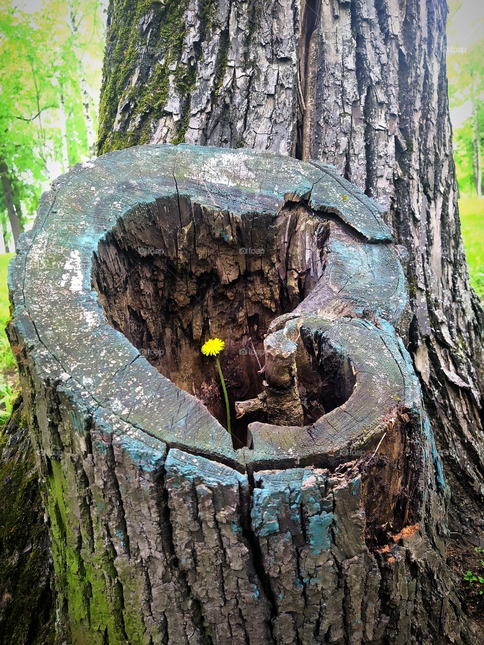 Dandelion flower grew in the hollow of an old tree stump