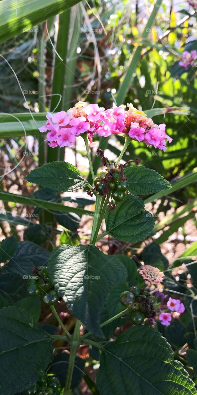 A plant with dark green leafs and sprouted on top with pink tiny flowers.