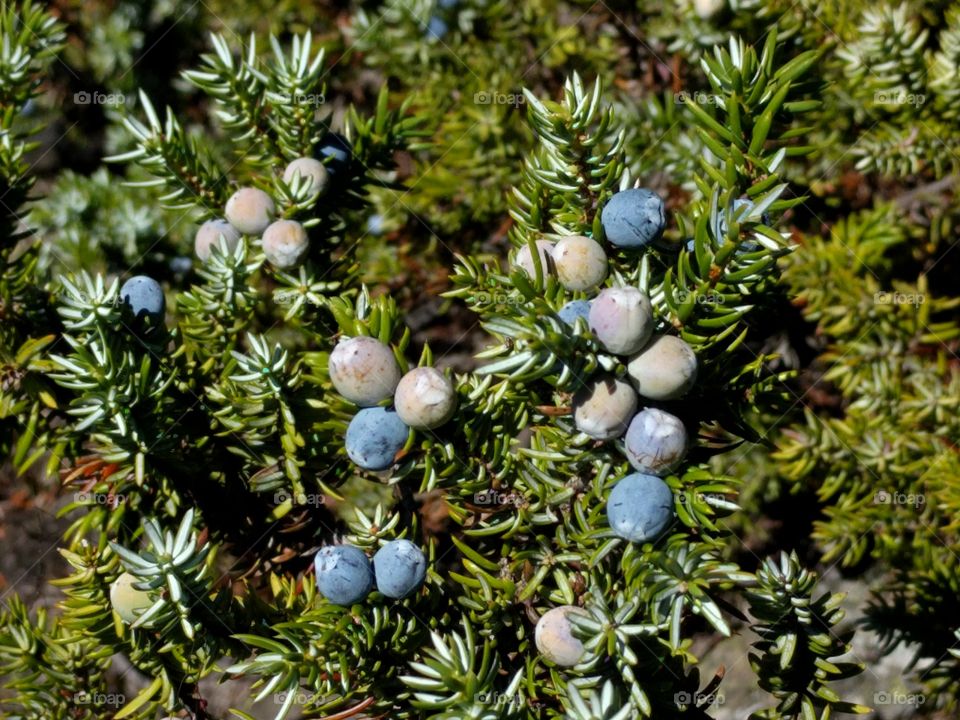 Common Juniper (Juniperus communis)