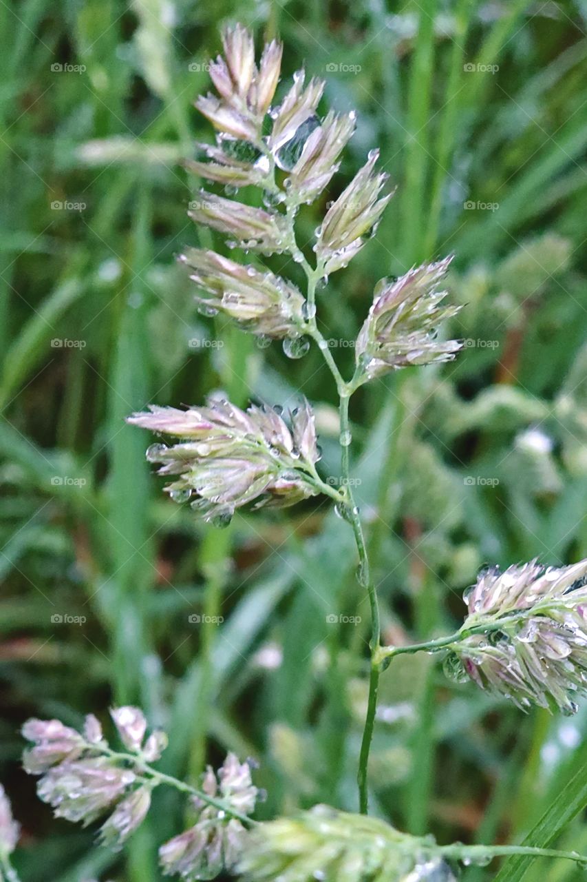 Grass going to seed, water drops