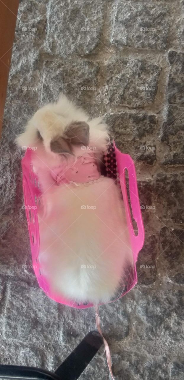 Going for a walk with my bunny 🐰