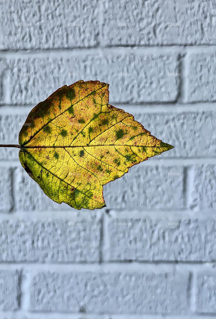 Brightly colored fall leaf against plain backdrop, yellow fall leaf, details of a fall leaf, color changes in the fall, fall foliage in the Midwest 