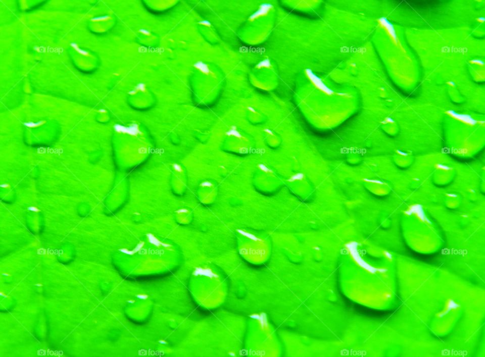 Water droplets on the green leaves