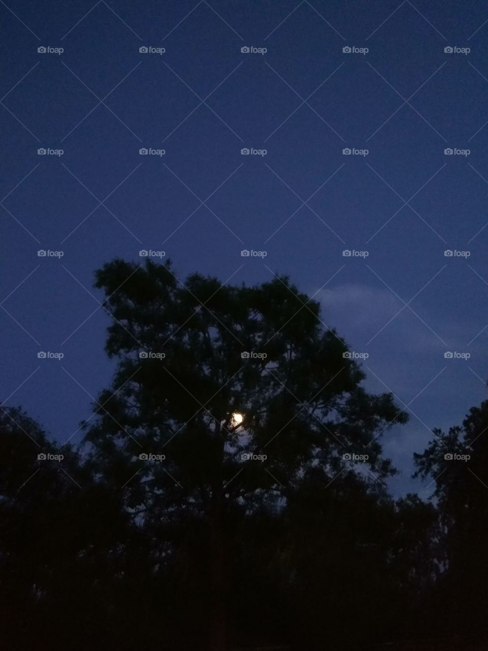 moon  peaking through the trees