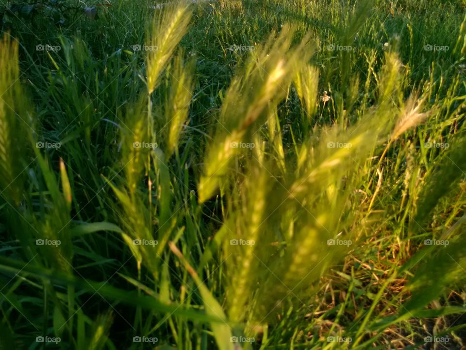 grass