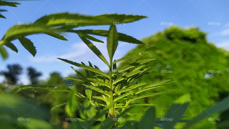 Hear what trees are telling to us..