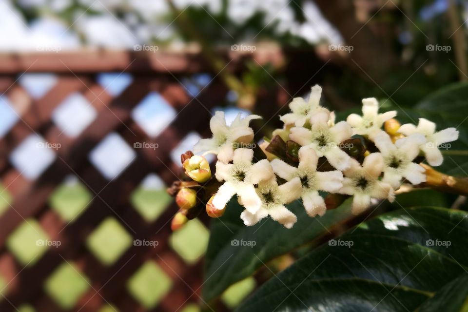 Beautiful white flowers in the garden.