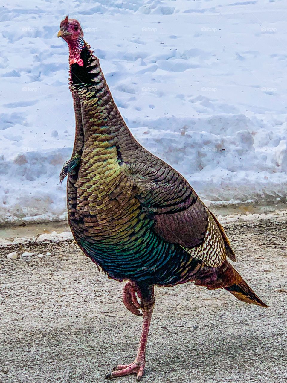A gorgeous gobbler turkey who was kind enough to pose.