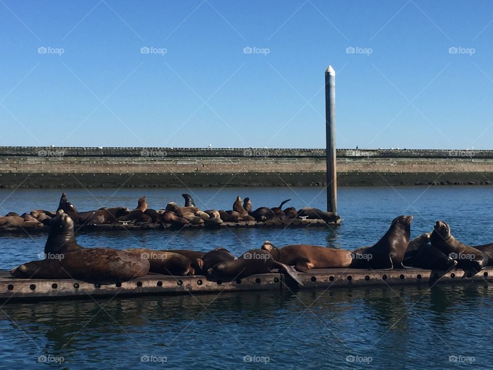 Sea Lions in Washington. March 2018. 