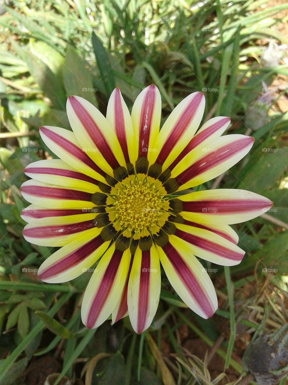 flower