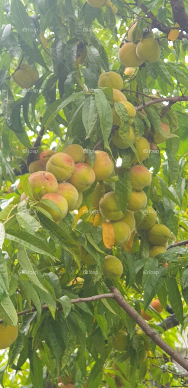 peach tree