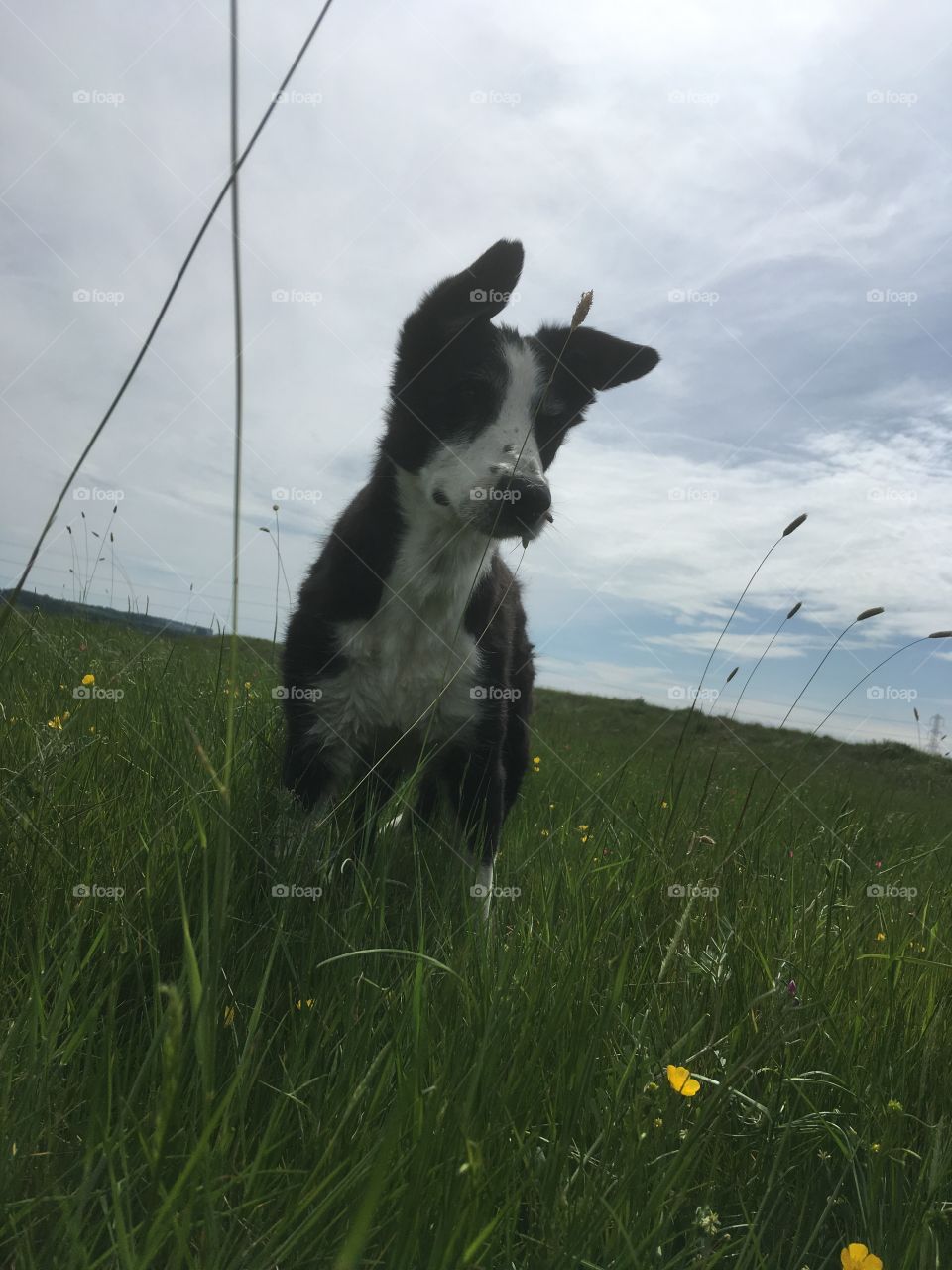 Amazing sky and beautiful grasses act as stage for this lovely collie with floppy ears