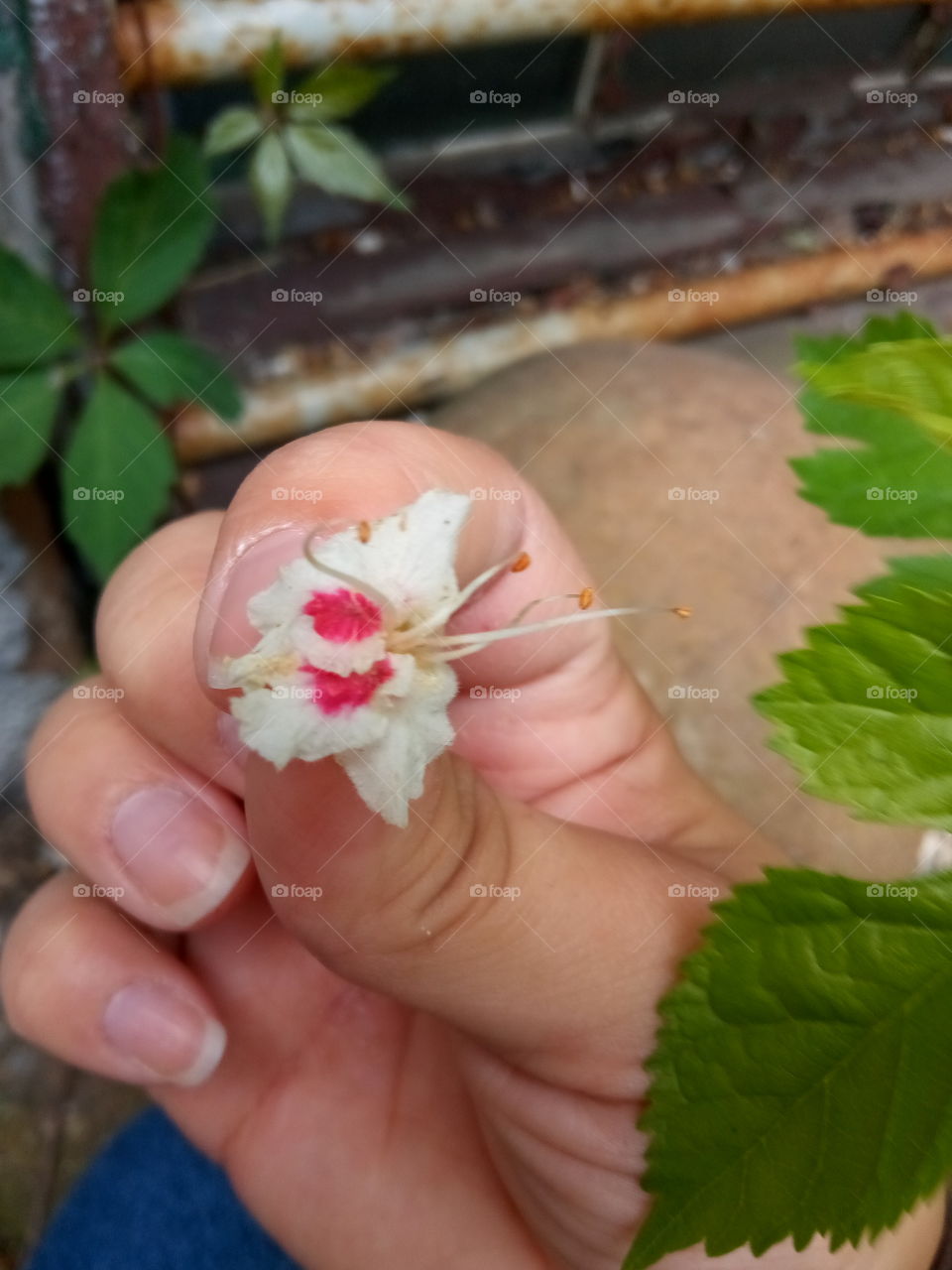 Buckeye Blossom
