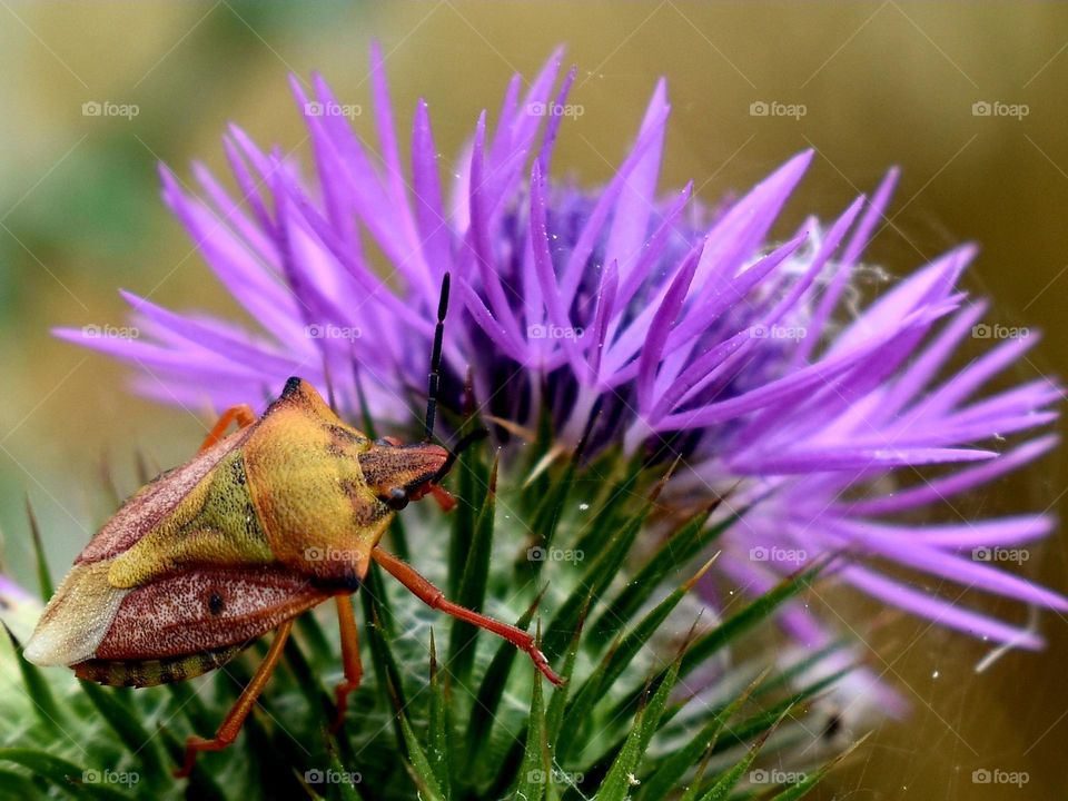 bug on wild purple flower