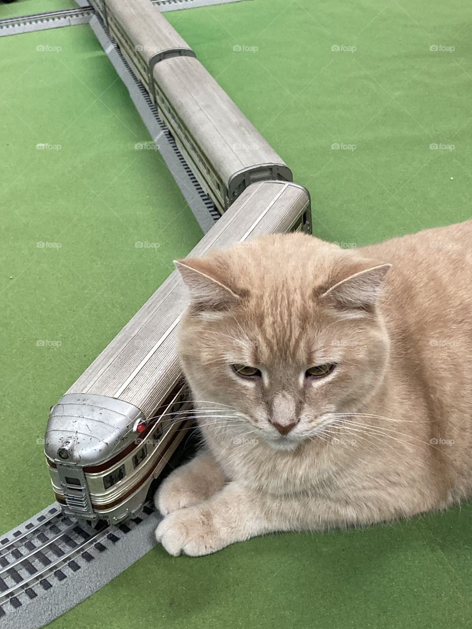 Cat next to toy Lionel train on track