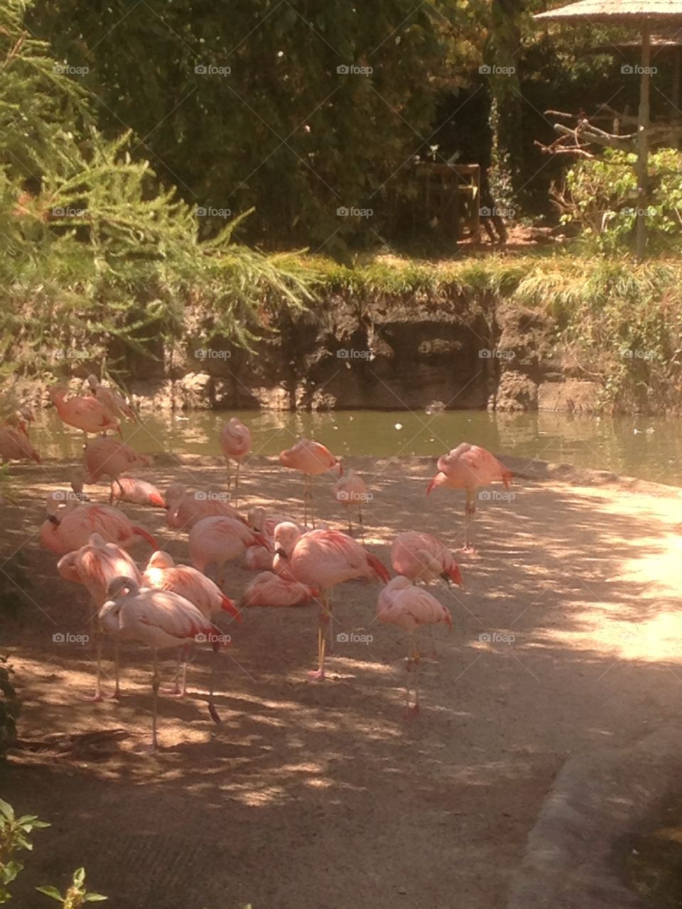 Flamingos