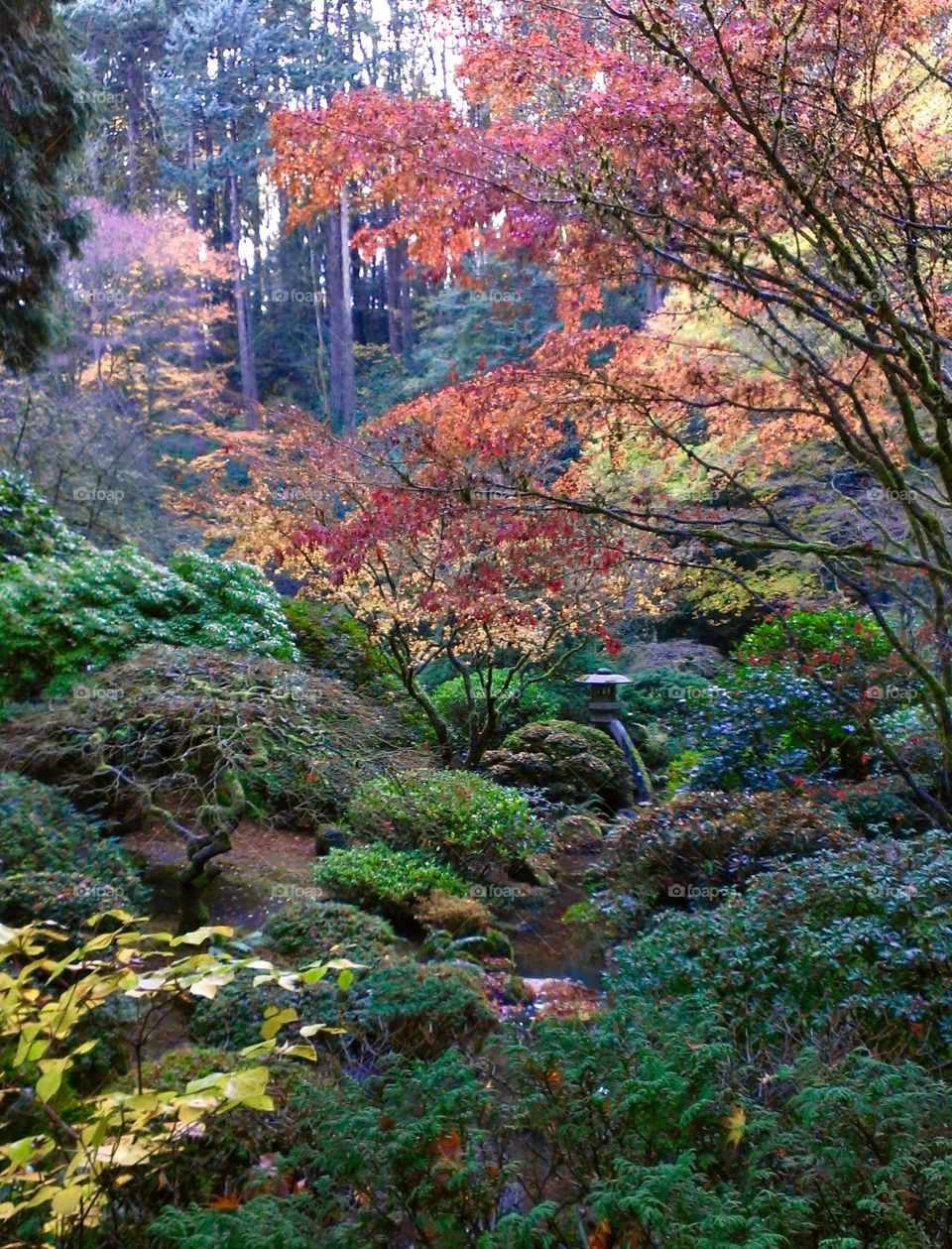 Japanese garden in autumn