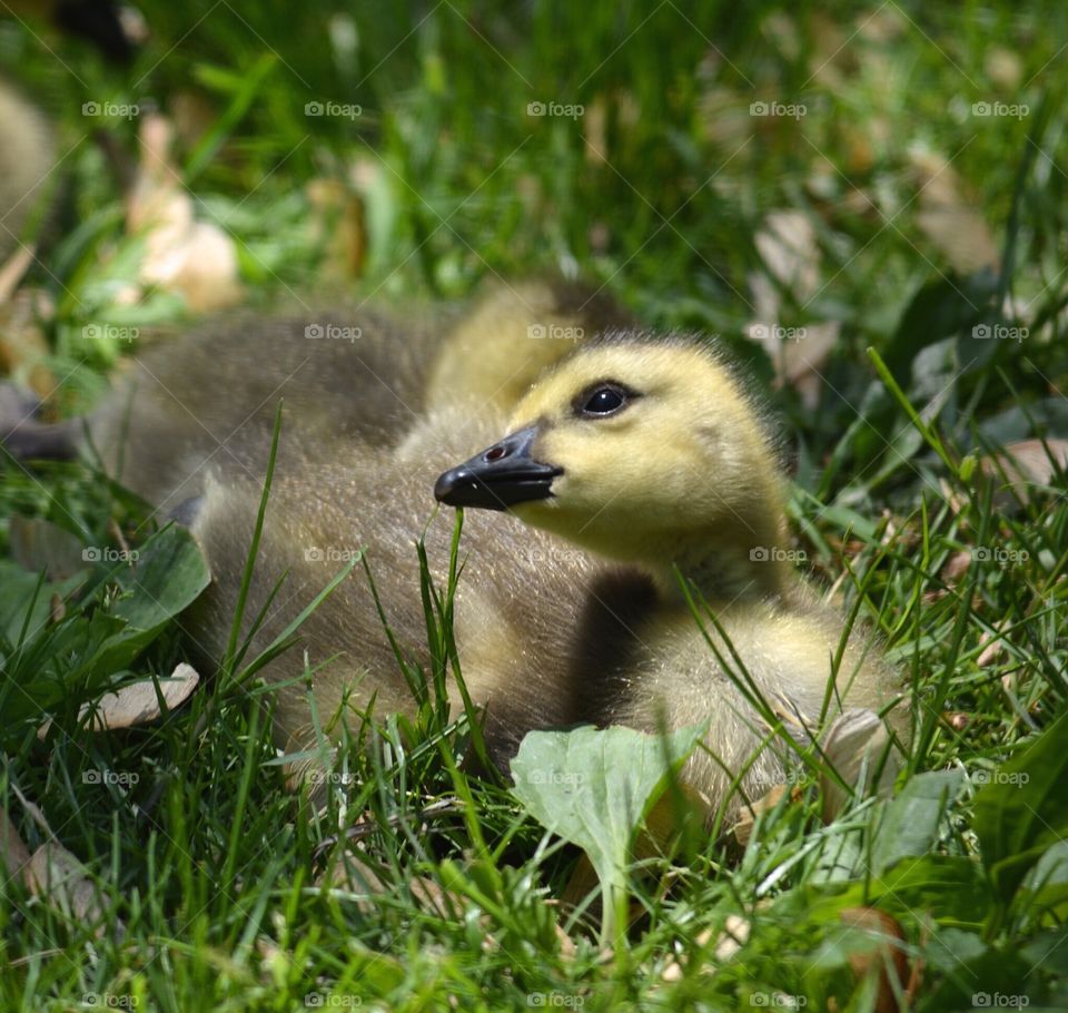 Baby goose