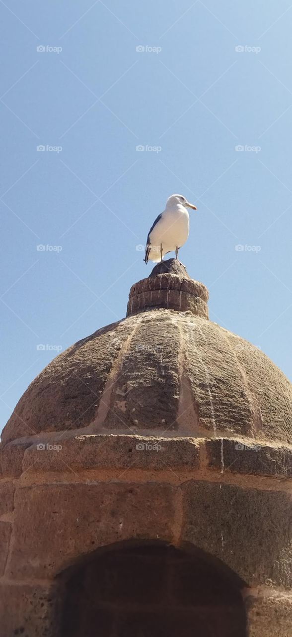 Beautiful seagull on minaret