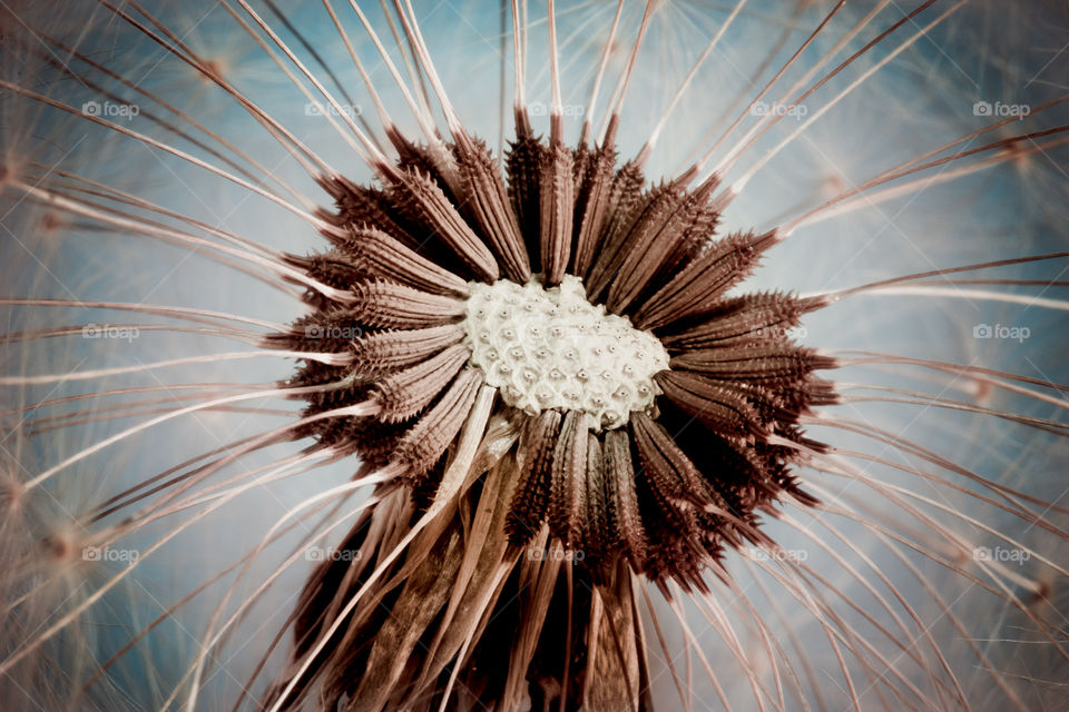 Closeup of overblown dandelion