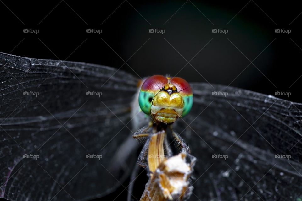 the beautiful face of the dragonfly