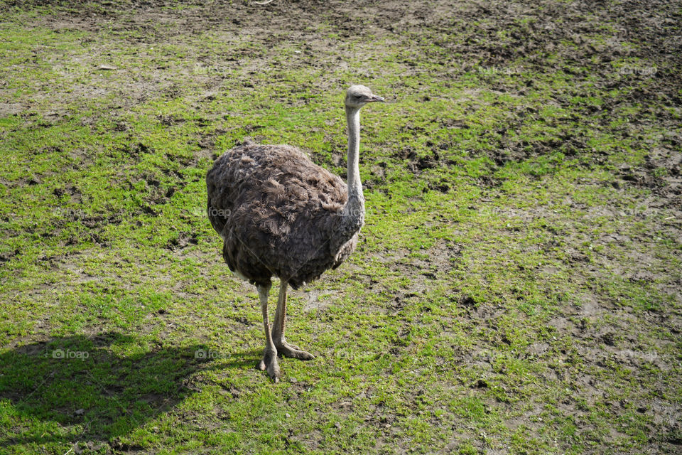 Ostritch