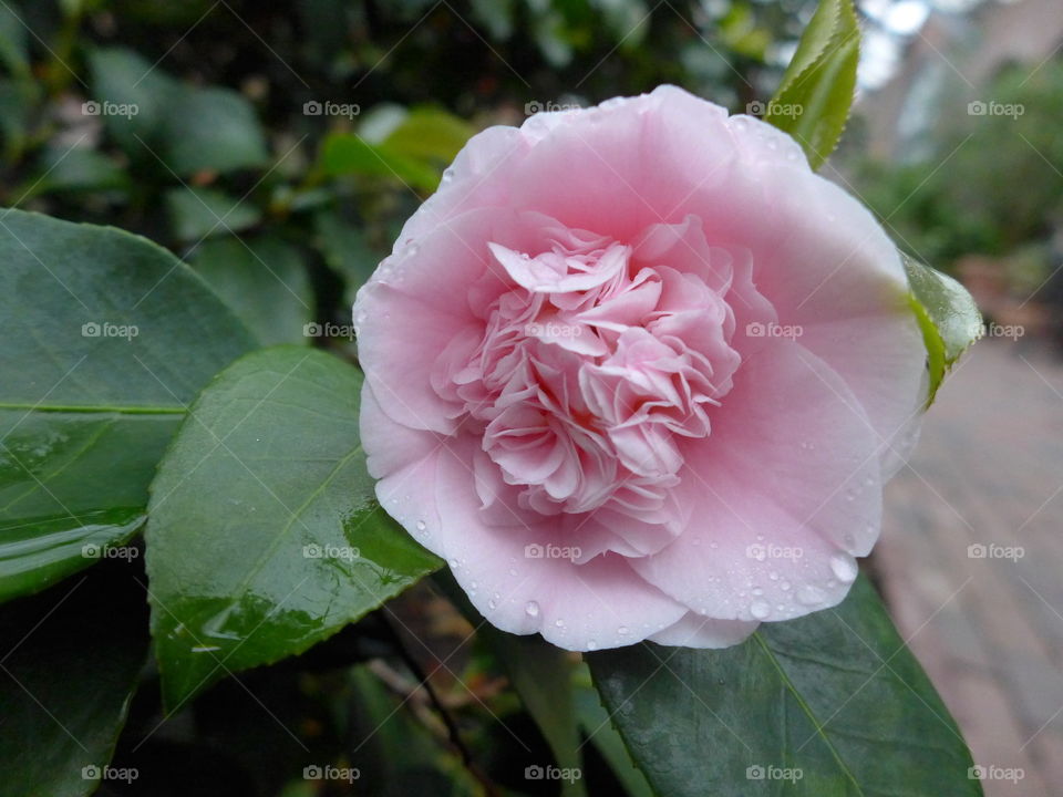 camellia flowe