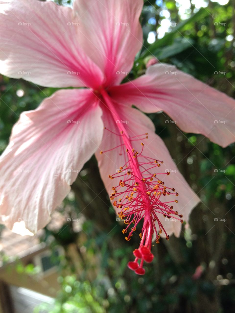 Close-up of pink hibiscus flower