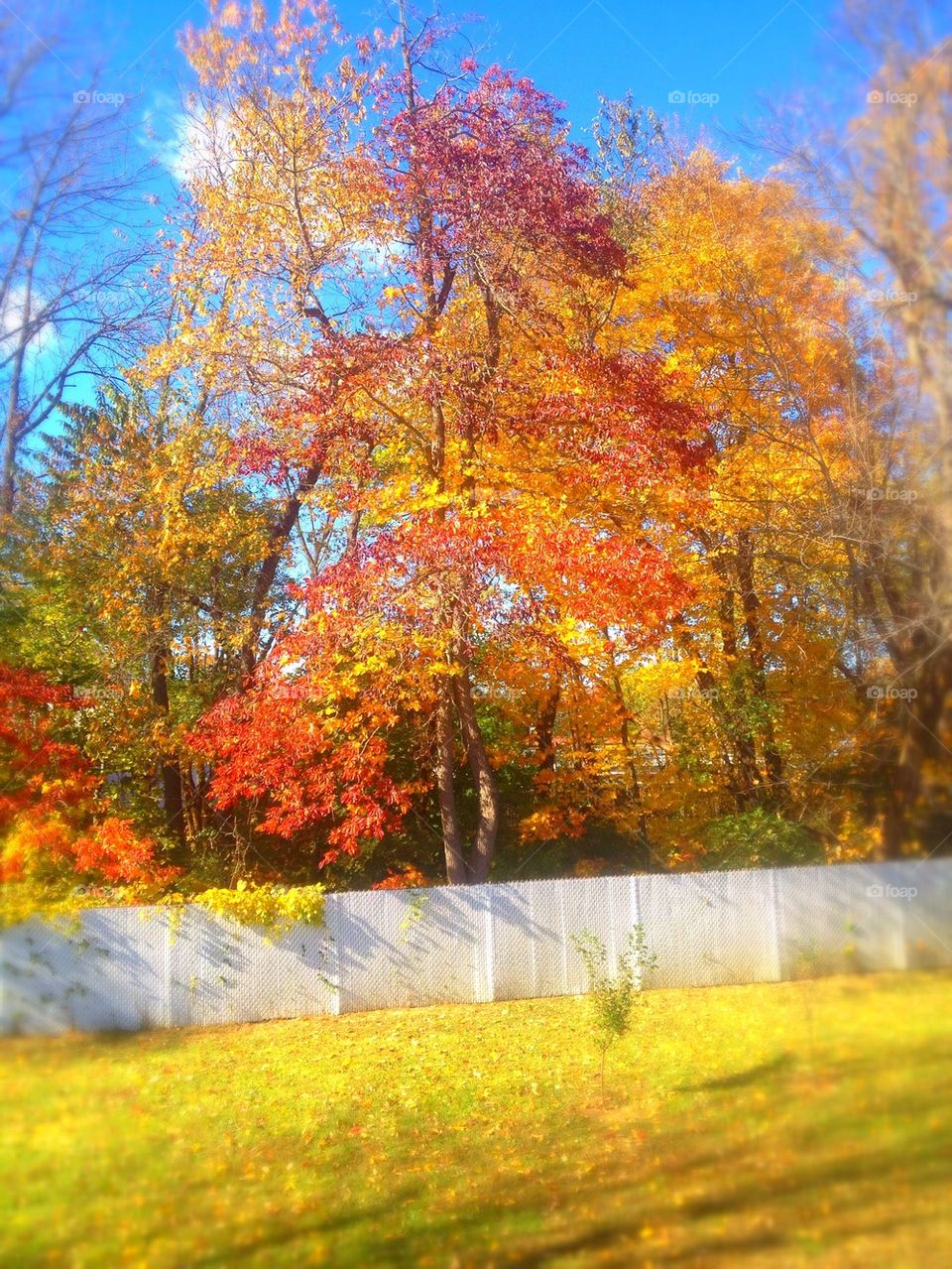 Fall