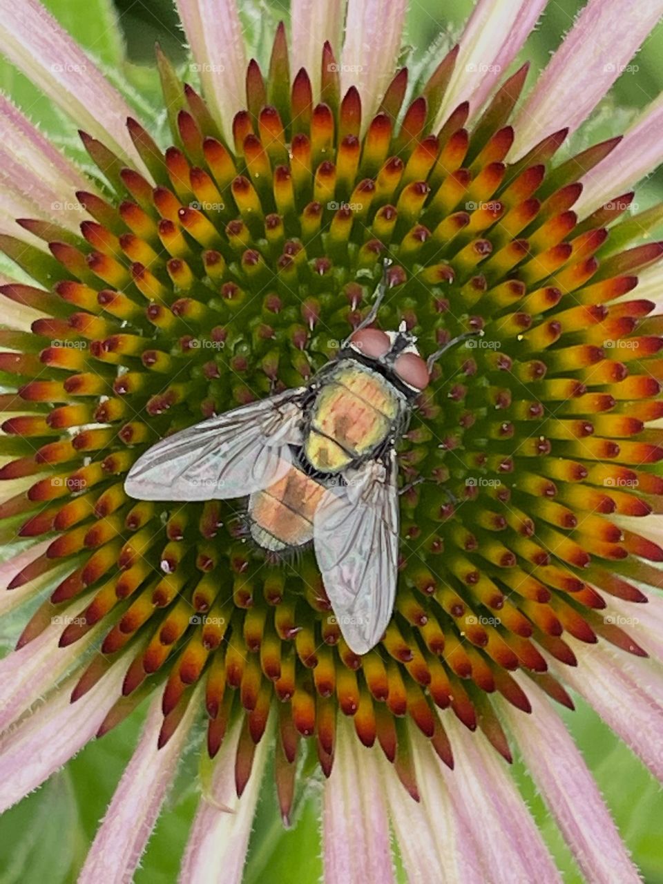 Fly and Echinacea all in colors❣️