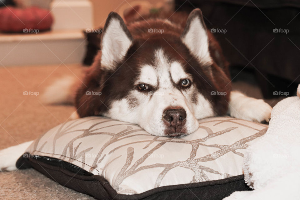 Husky on a pillow