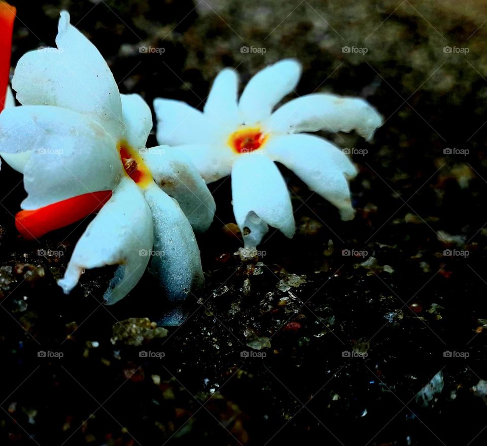 naturelove, beautiful flowers, beautiful picture