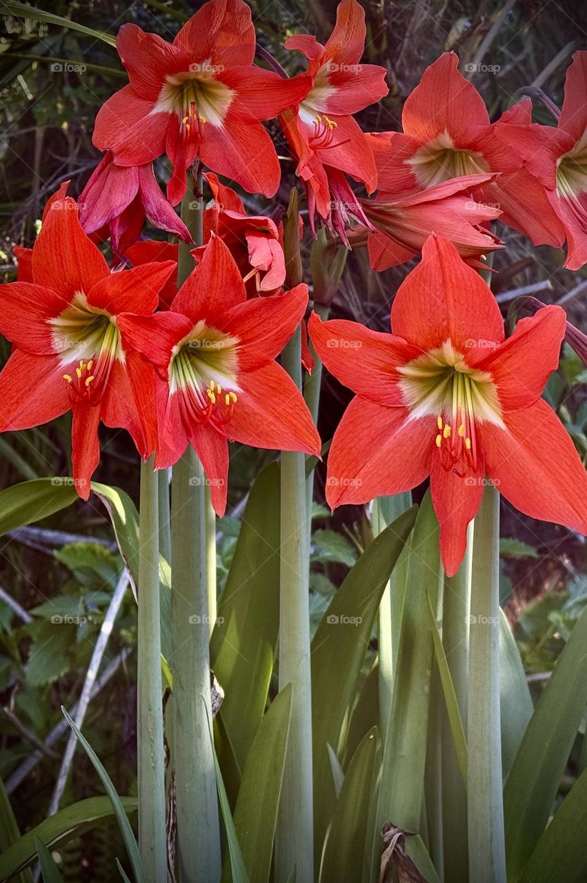 Red amaryllis.