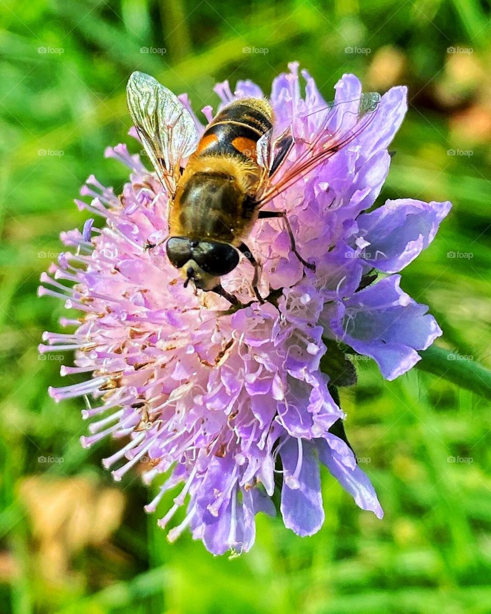 The relationship of bees and flowers is one of the most beautiful co-evolutionary relationships we have.