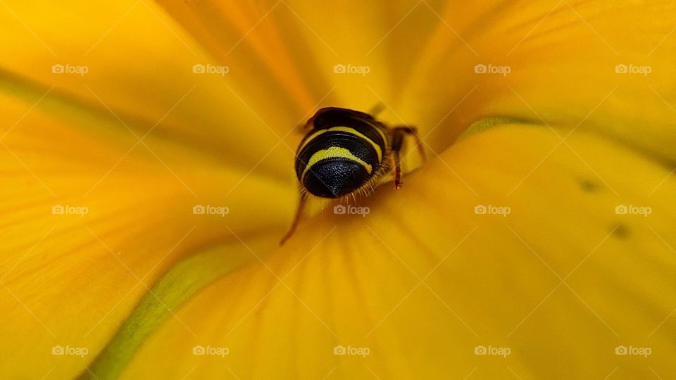 Bee with yellow lines on his back drinking honey from a yellow flower