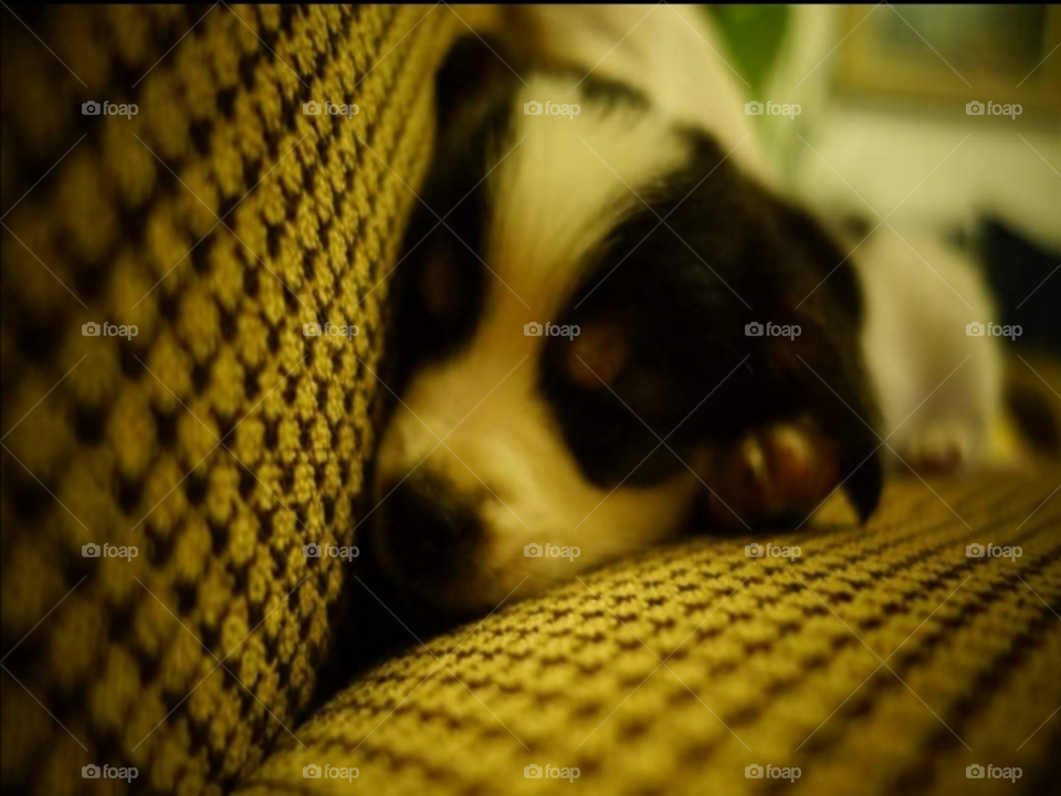 The puppy is sleeping