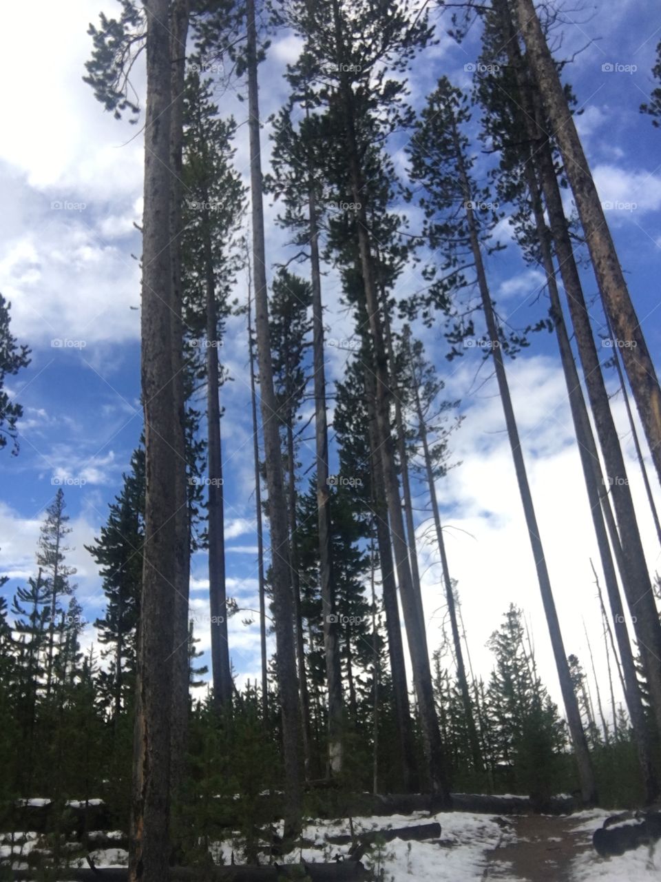 Tree, Wood, No Person, Conifer, Nature