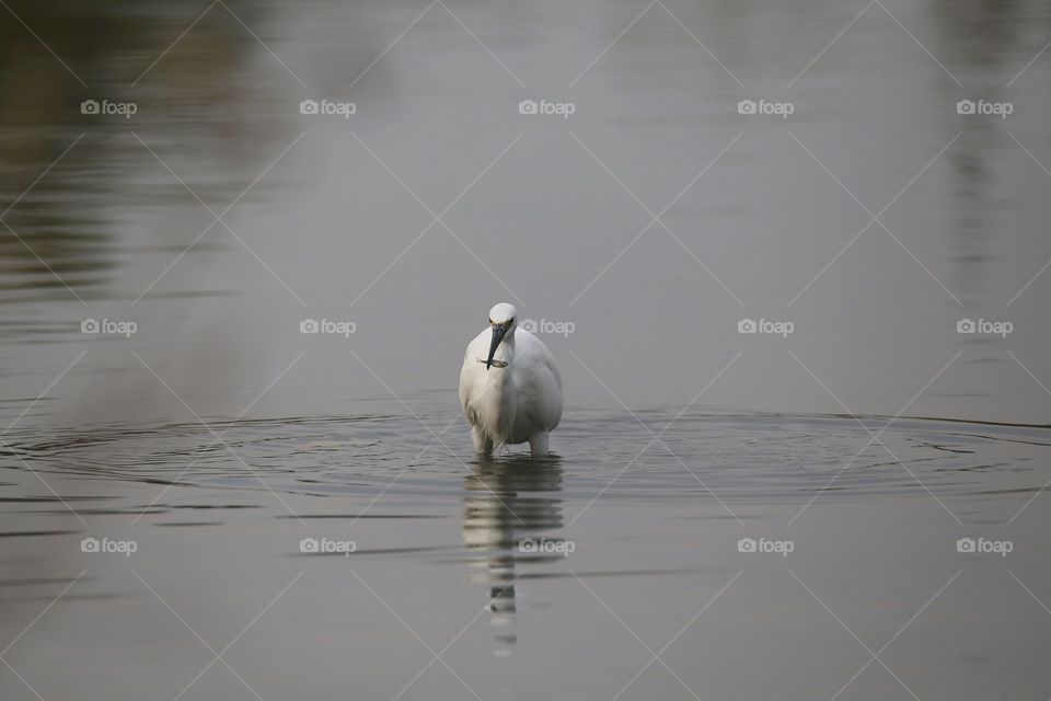 egretta garzetta