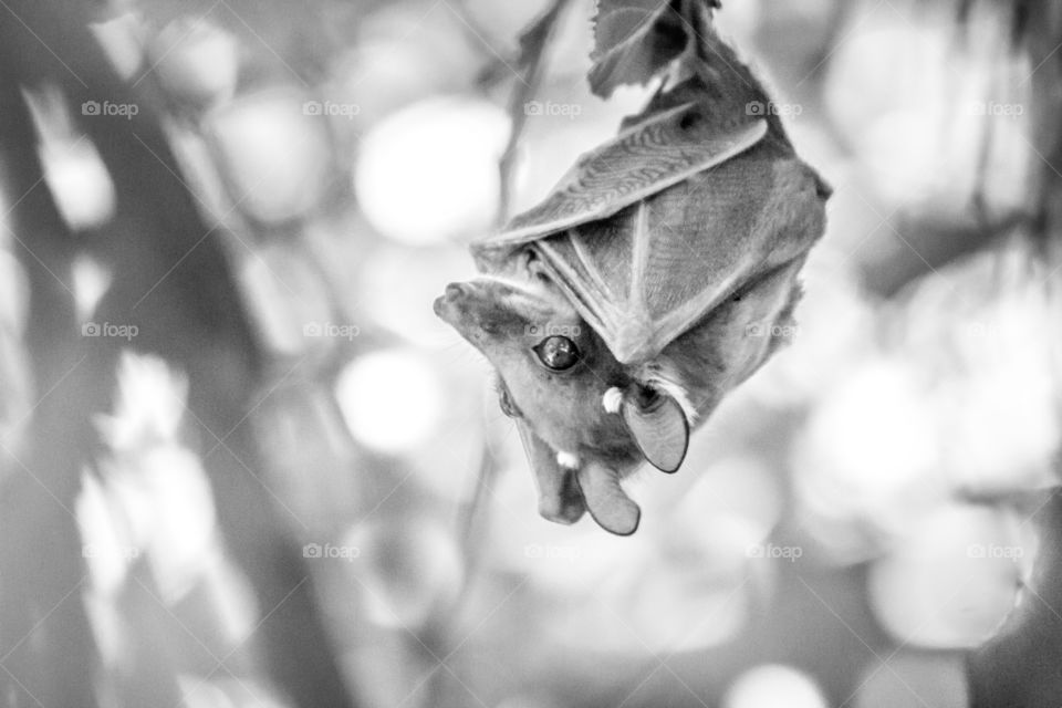 bat in a tree in black and white