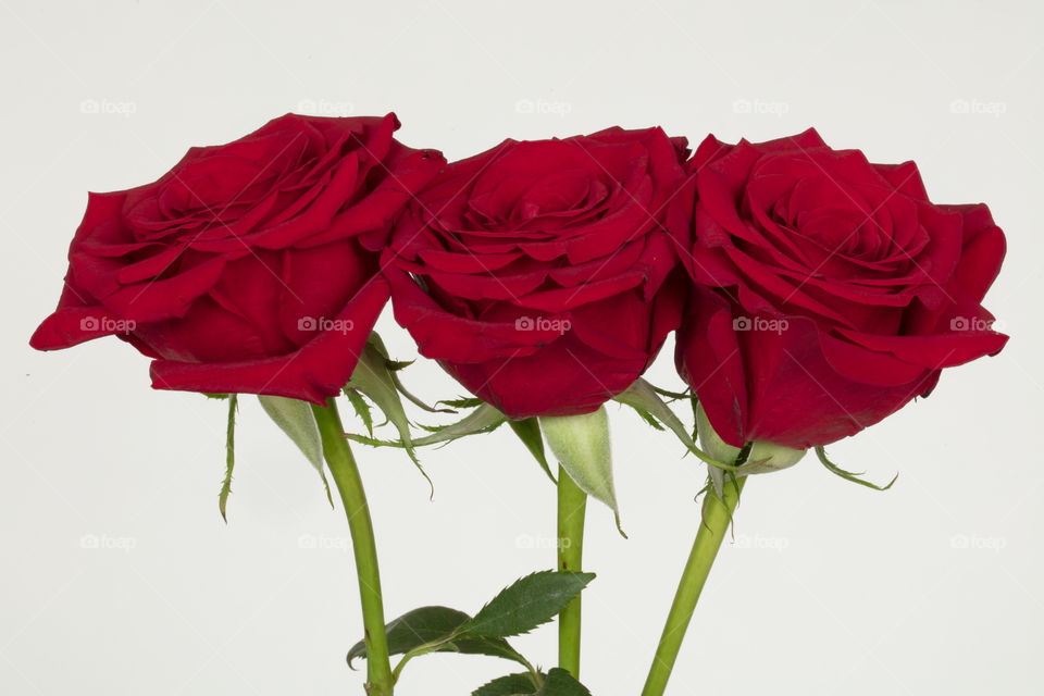 Three red roses on white background