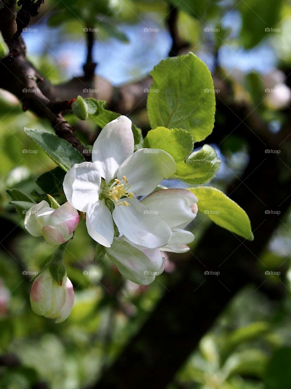 Apple tree flower