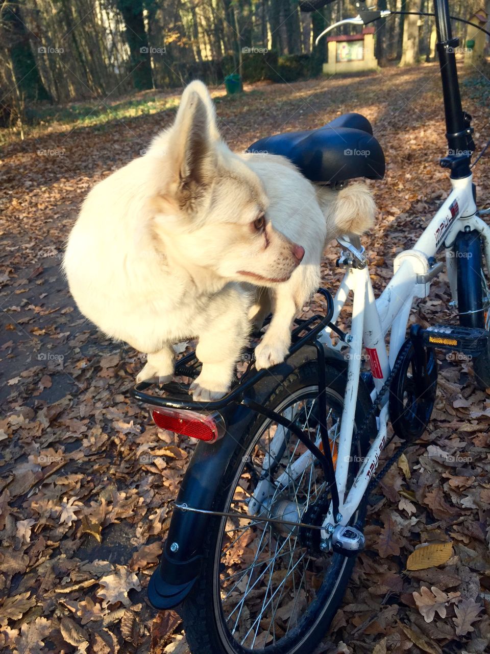 Dog standing on the bike