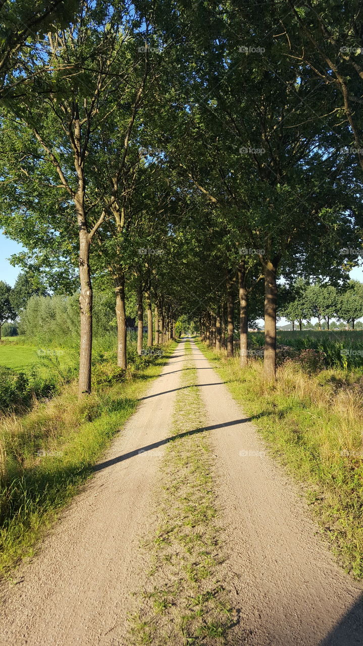 old sand road with trees in summer